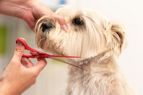 Bath, brush and tidy dog grooming