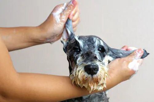 Wash and go dog grooming